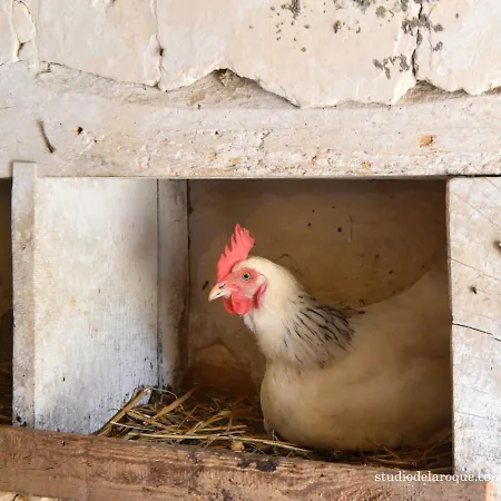 Bed & Breakfast Domaine De La Briouse *