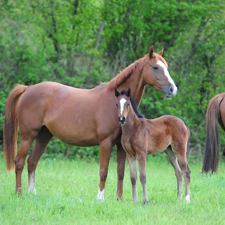 Domaine De La Briouse Bed & Breakfast