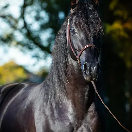 Domaine De La Briouse Bed & Breakfast *