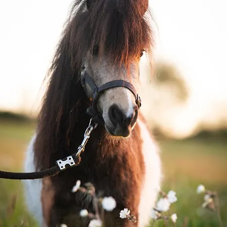 Domaine De La Briouse *