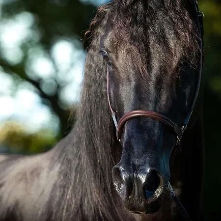 Bed & Breakfast Domaine De La Briouse *