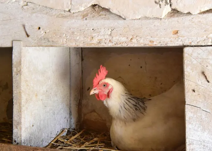 Bed & Breakfast Domaine De La Briouse *