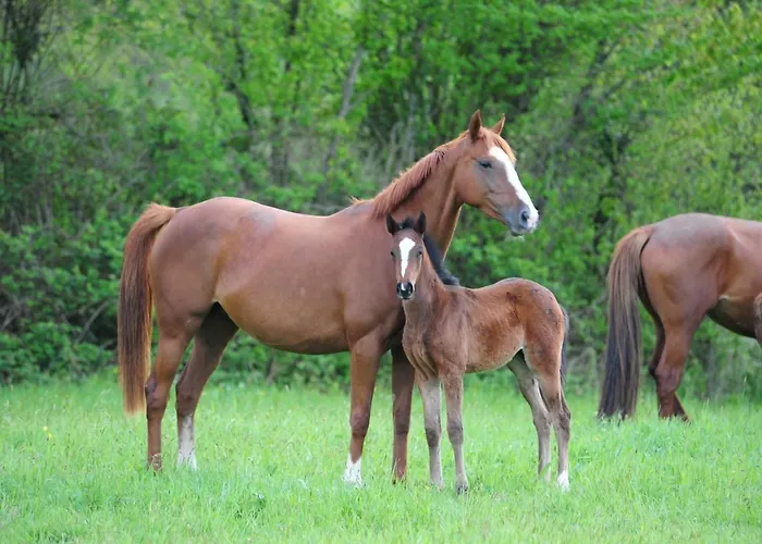 Domaine De La Briouse Bed & Breakfast