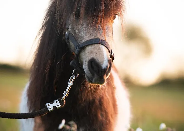 Domaine De La Briouse *