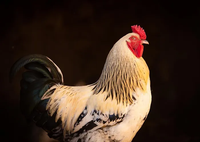 Domaine De La Briouse