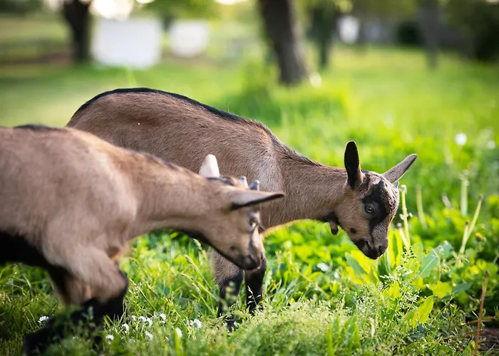 Domaine De La Briouse *